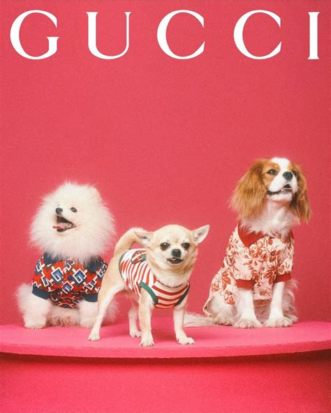 gucci pet limited edition paars|Gucci pet collection.